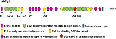 Identification and Characterization of the Vitellogenin Receptor Gene and Its Role in Reproduction in the Alligatorweed Flea Beetle, Agasicles hygrophila